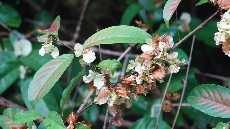 Hiraea fagifolia photo 5