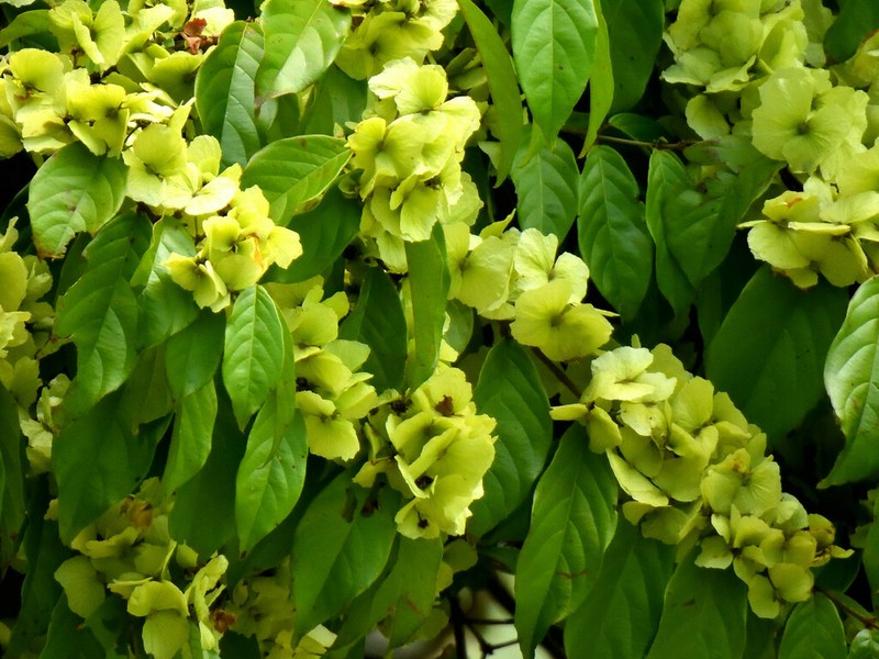 Hiraea fagifolia photo 8
