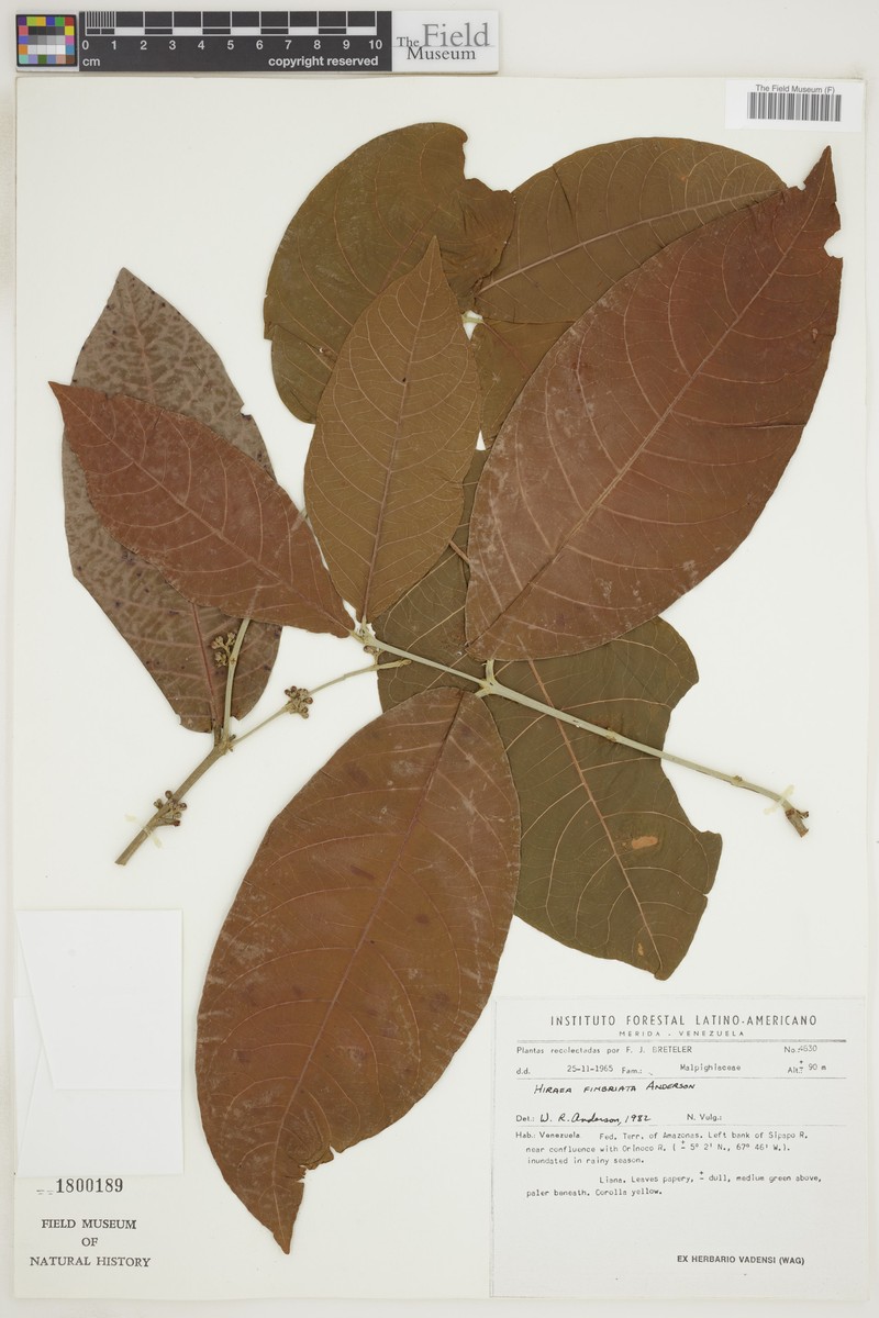 Hiraea fimbriata