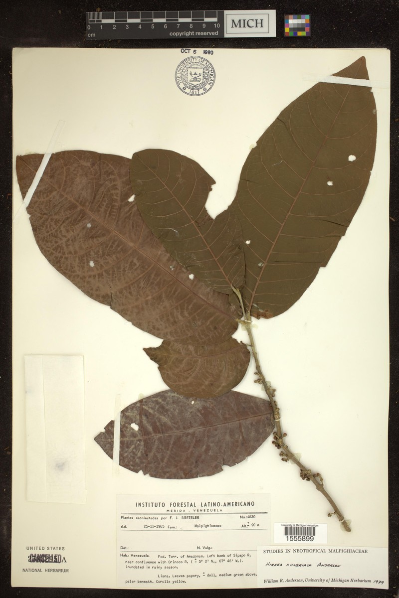 Hiraea fimbriata photo 2