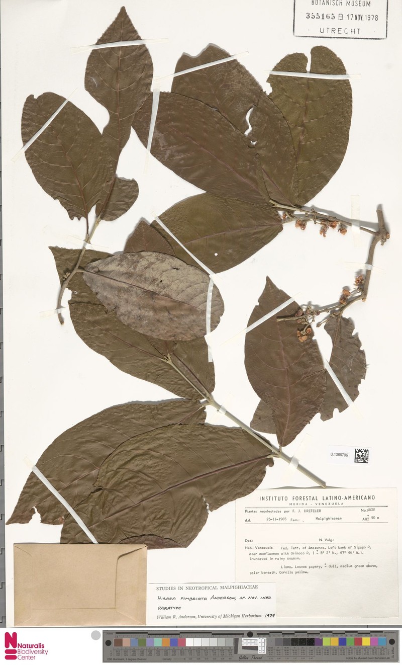 Hiraea fimbriata photo 3