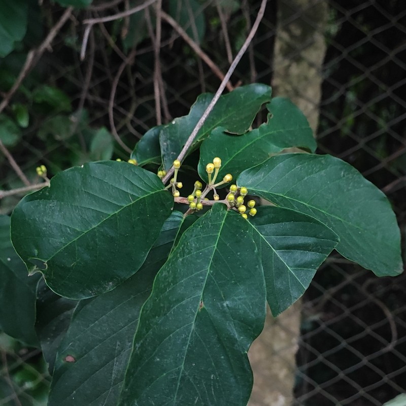 Hiraea gaudichaudiana