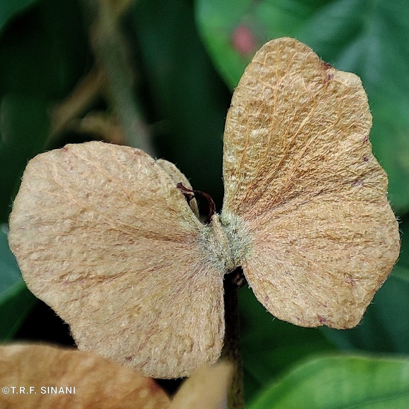 Hiraea gaudichaudiana photo 2