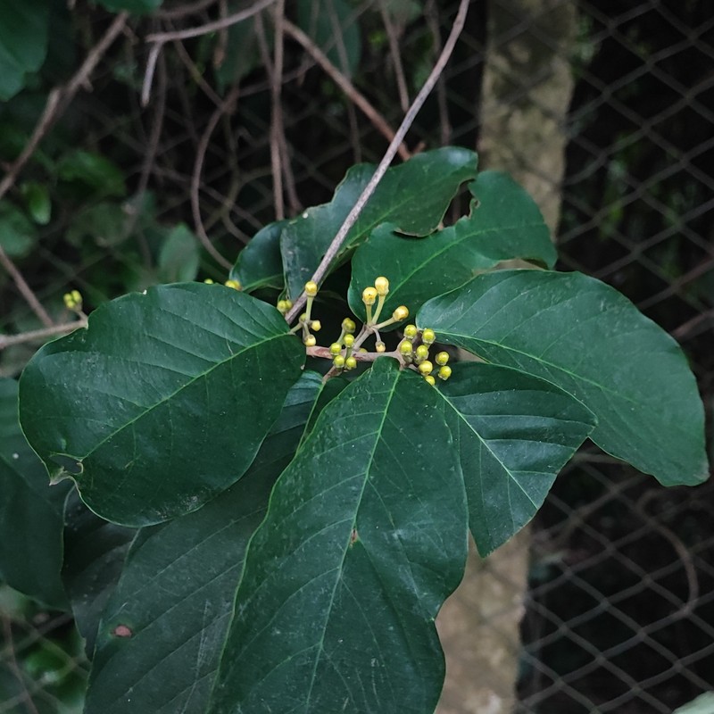Hiraea gaudichaudiana photo 3