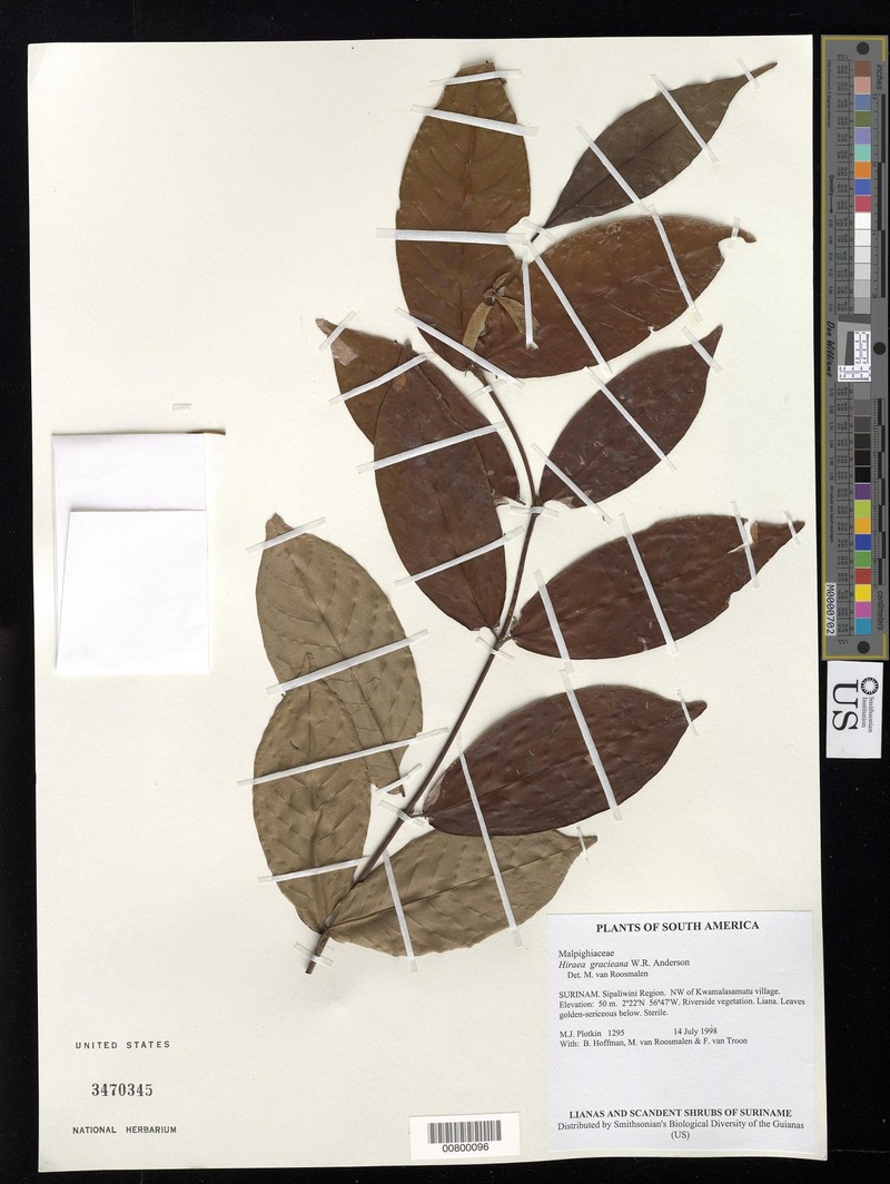 Hiraea gracieana
