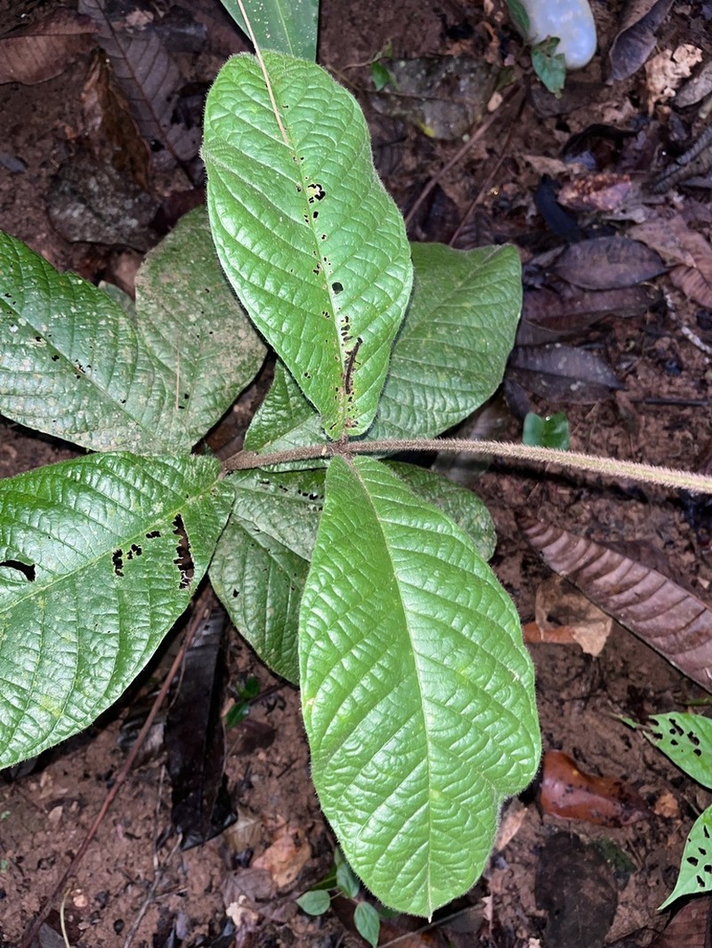 Hiraea grandifolia