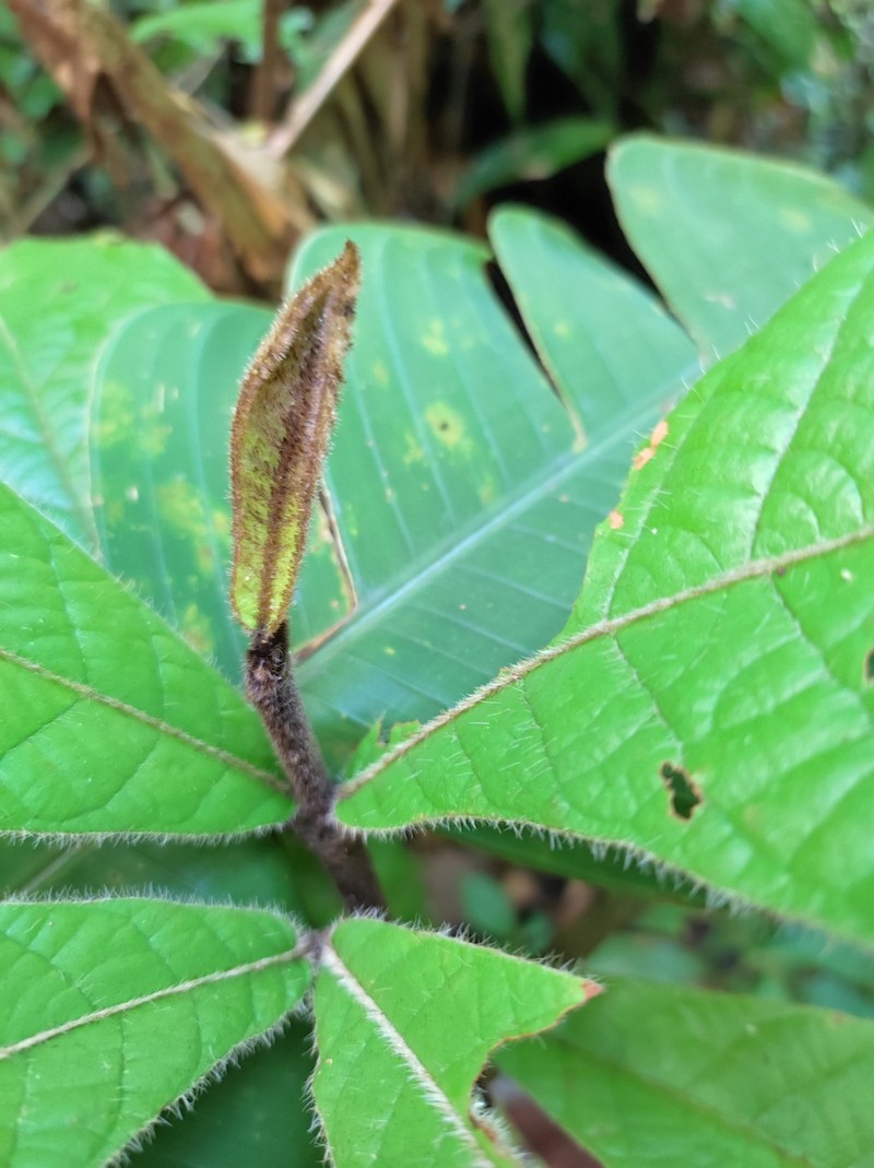Hiraea grandifolia photo 3