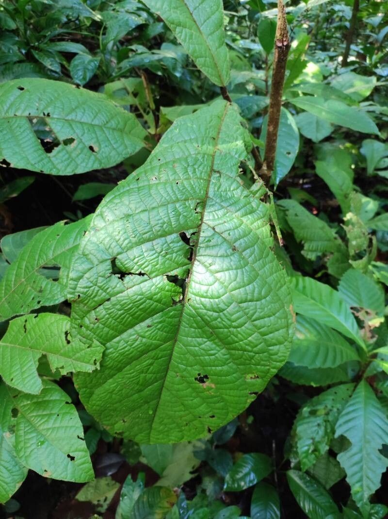 Hiraea grandifolia photo 4