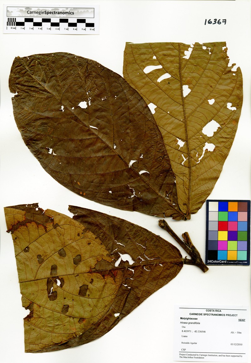 Hiraea grandifolia photo 5
