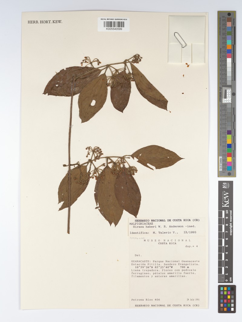 Hiraea haberi