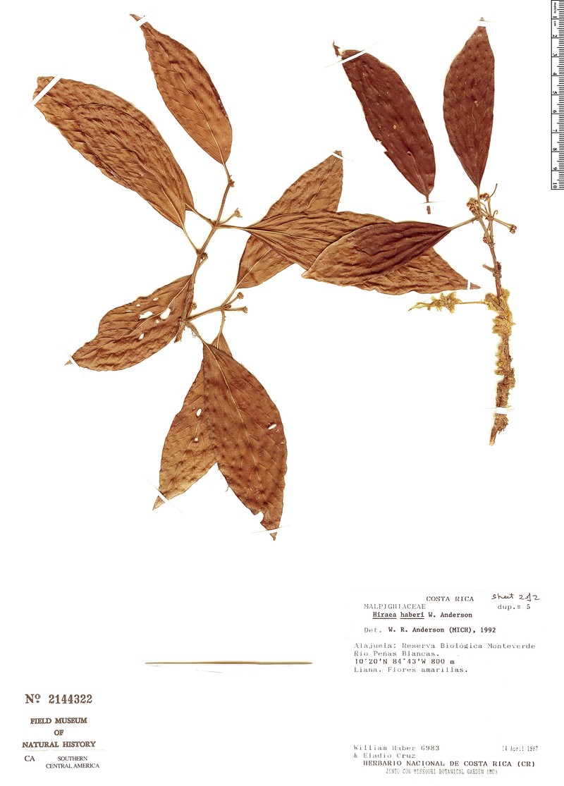 Hiraea haberi photo 2