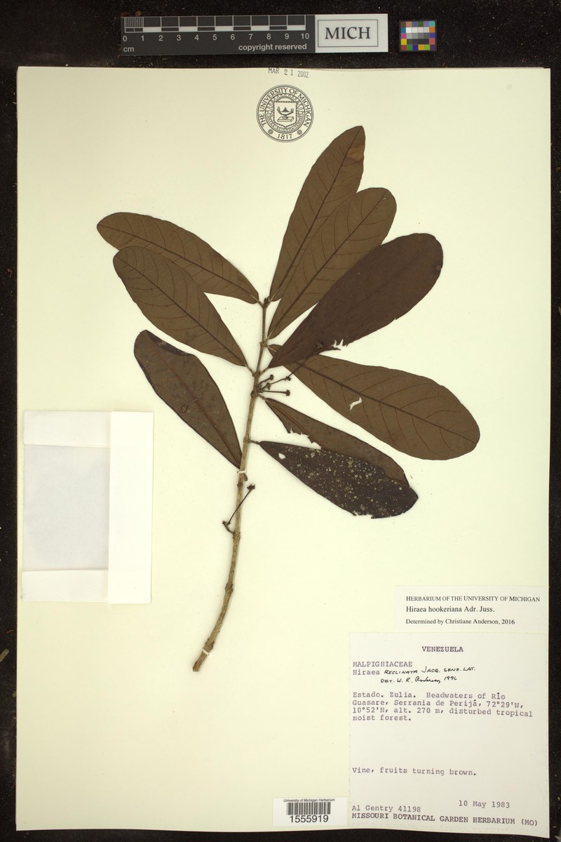 Hiraea hookeriana