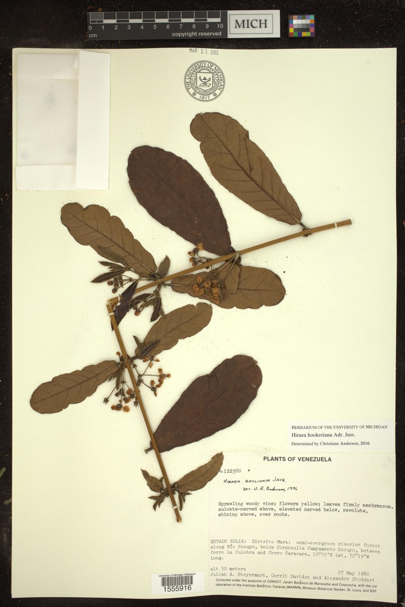 Hiraea hookeriana photo 2