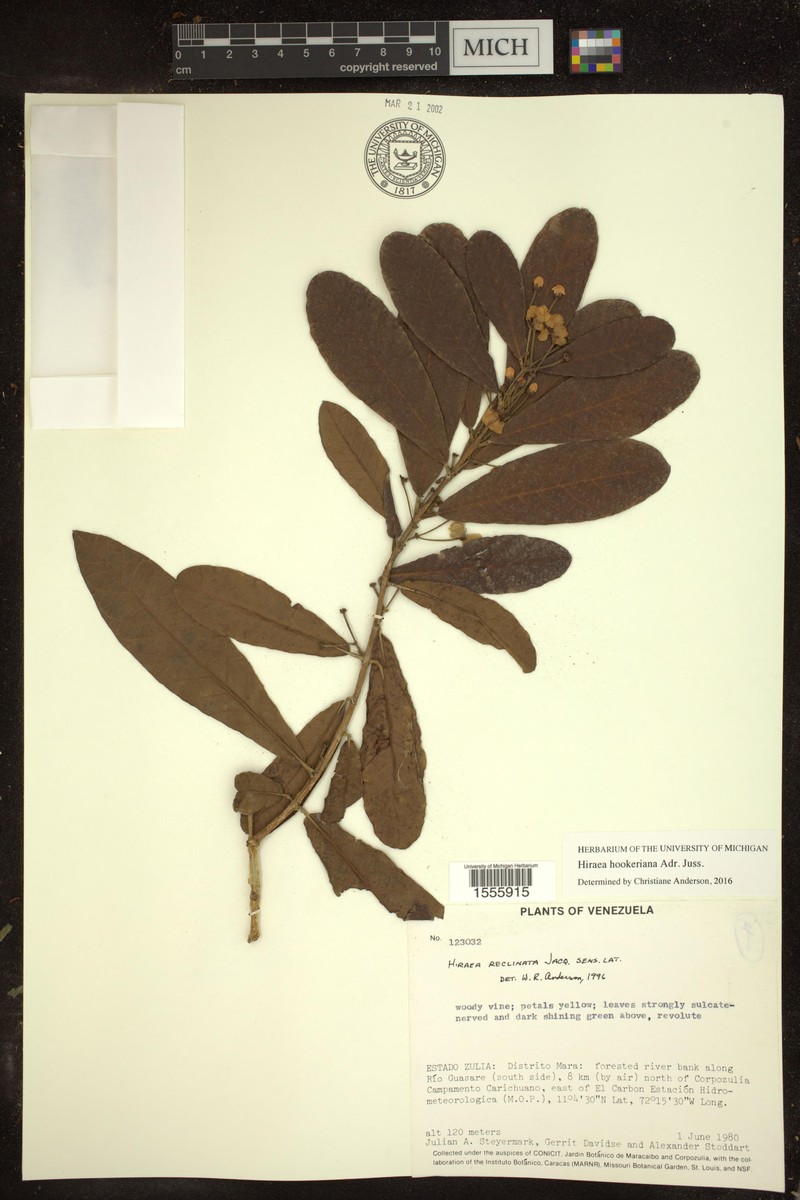 Hiraea hookeriana photo 3