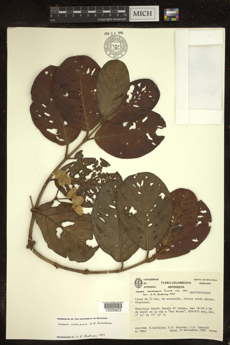 Hiraea hypoleuca
