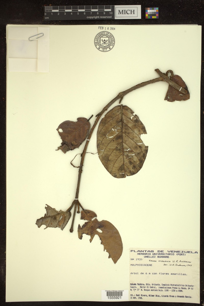 Hiraea hypoleuca photo 2