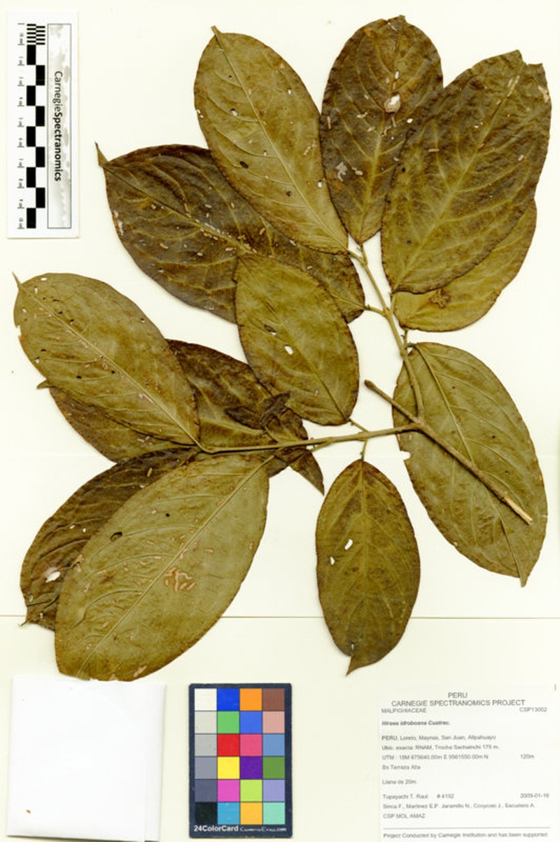 Hiraea idroboana
