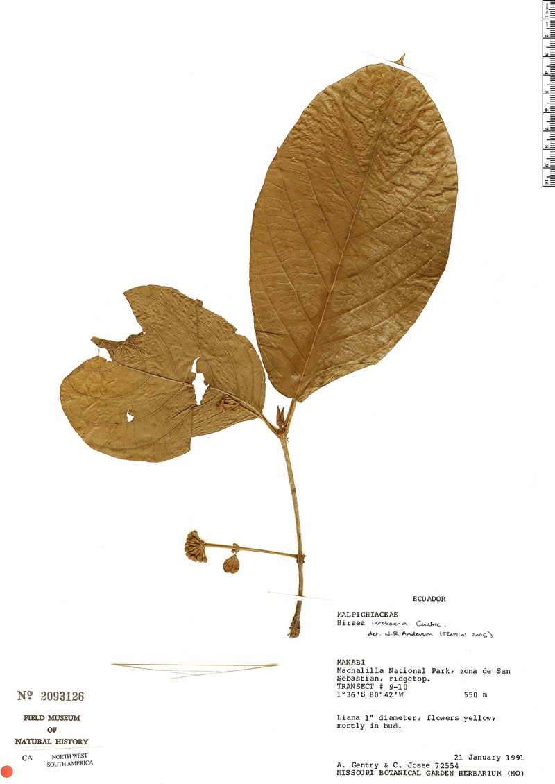 Hiraea idroboana photo 2