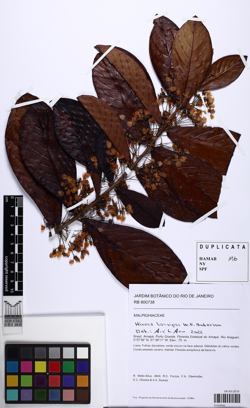 Hiraea longipes