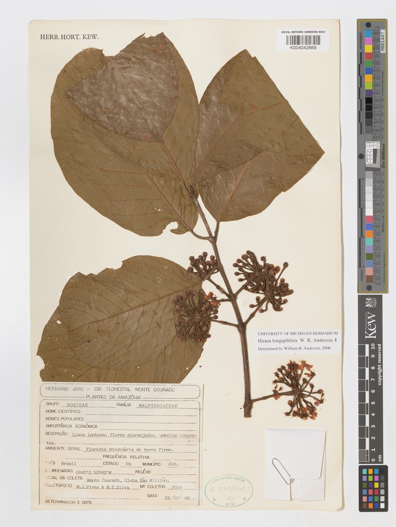 Hiraea longipilifera