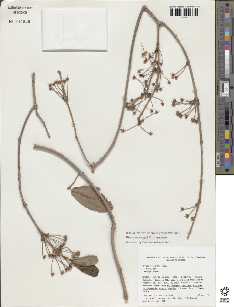 Hiraea mcvaughii