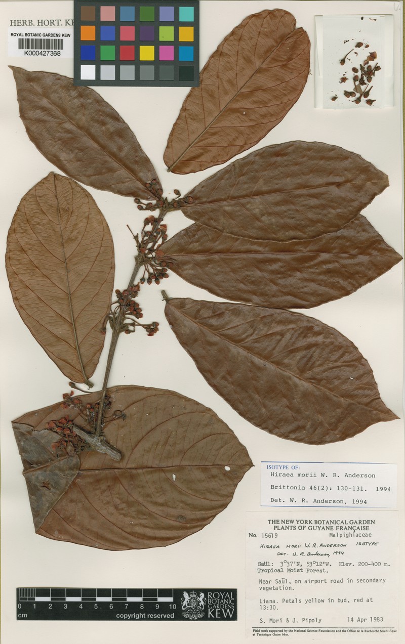 Hiraea morii
