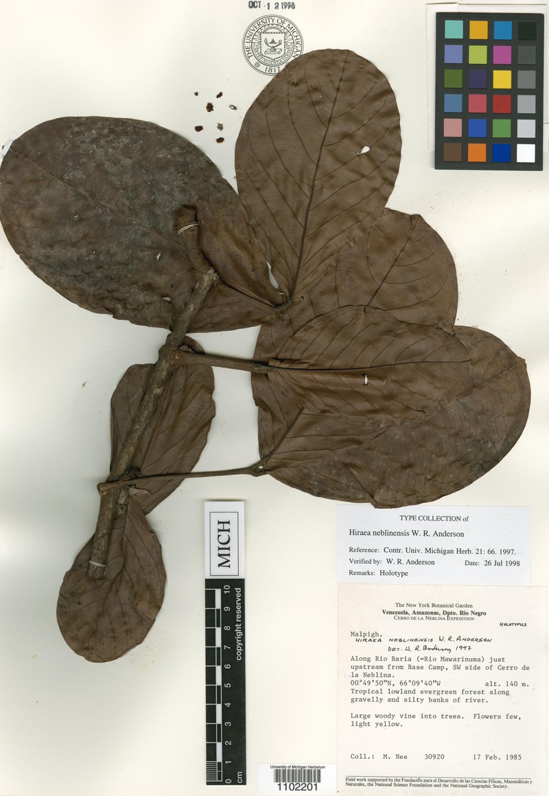Hiraea neblinensis