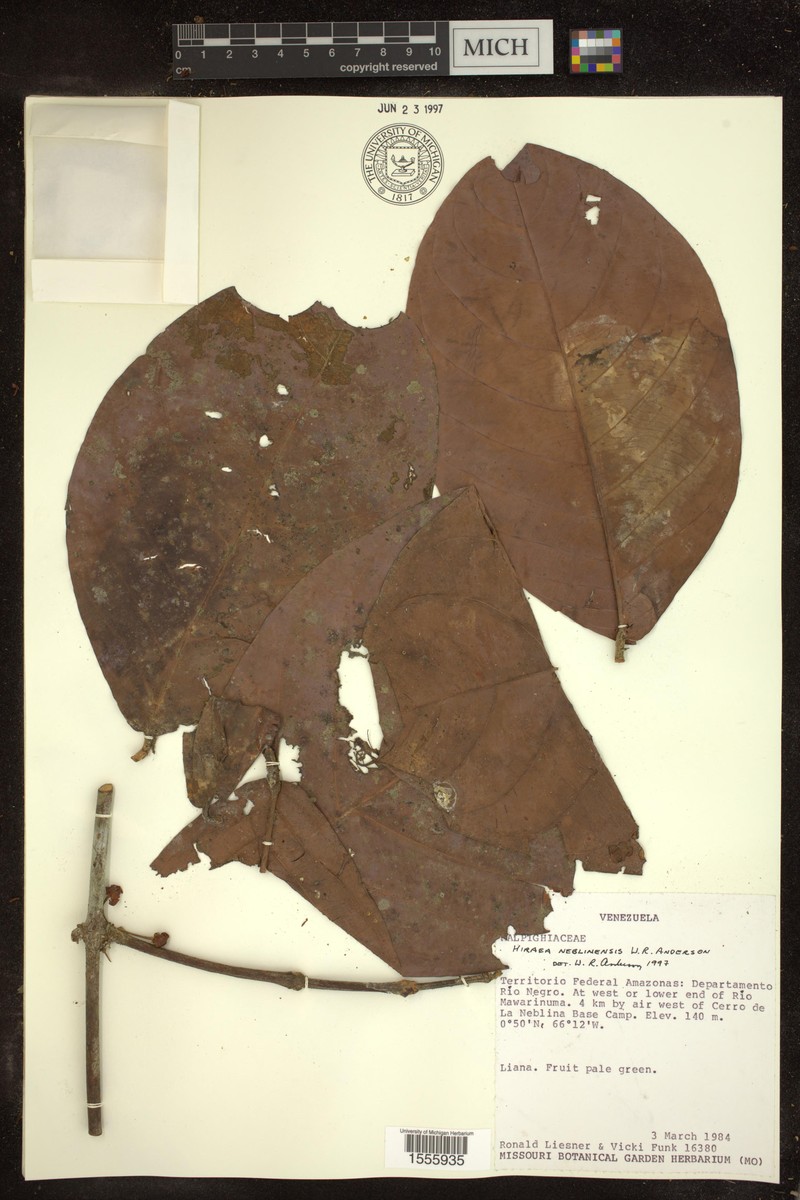 Hiraea neblinensis photo 2