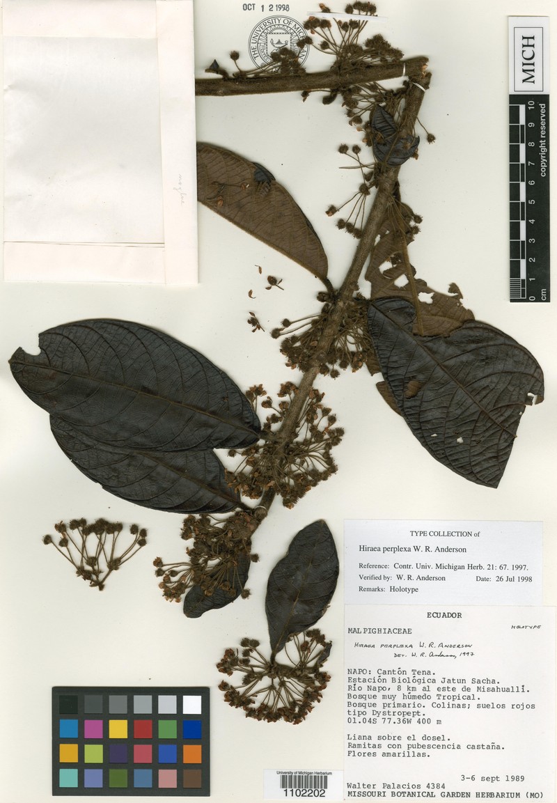 Hiraea perplexa