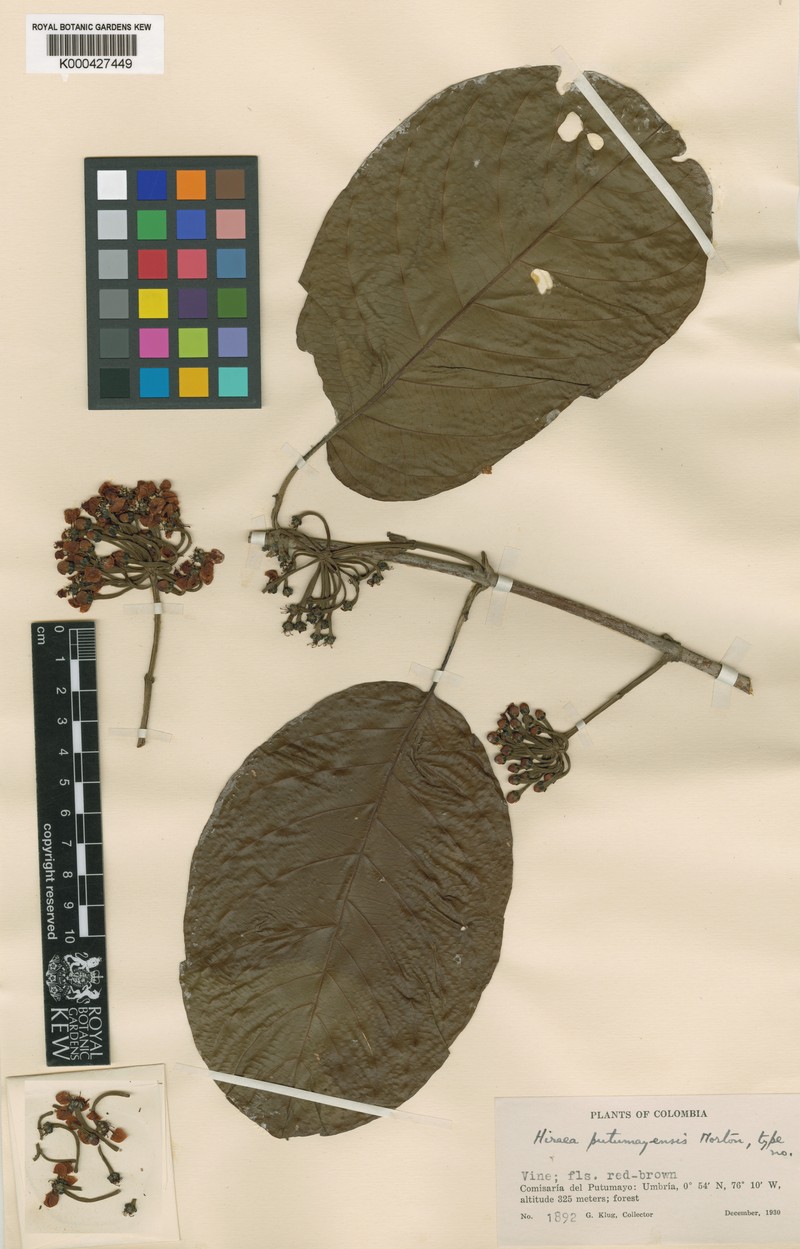 Hiraea putumayensis