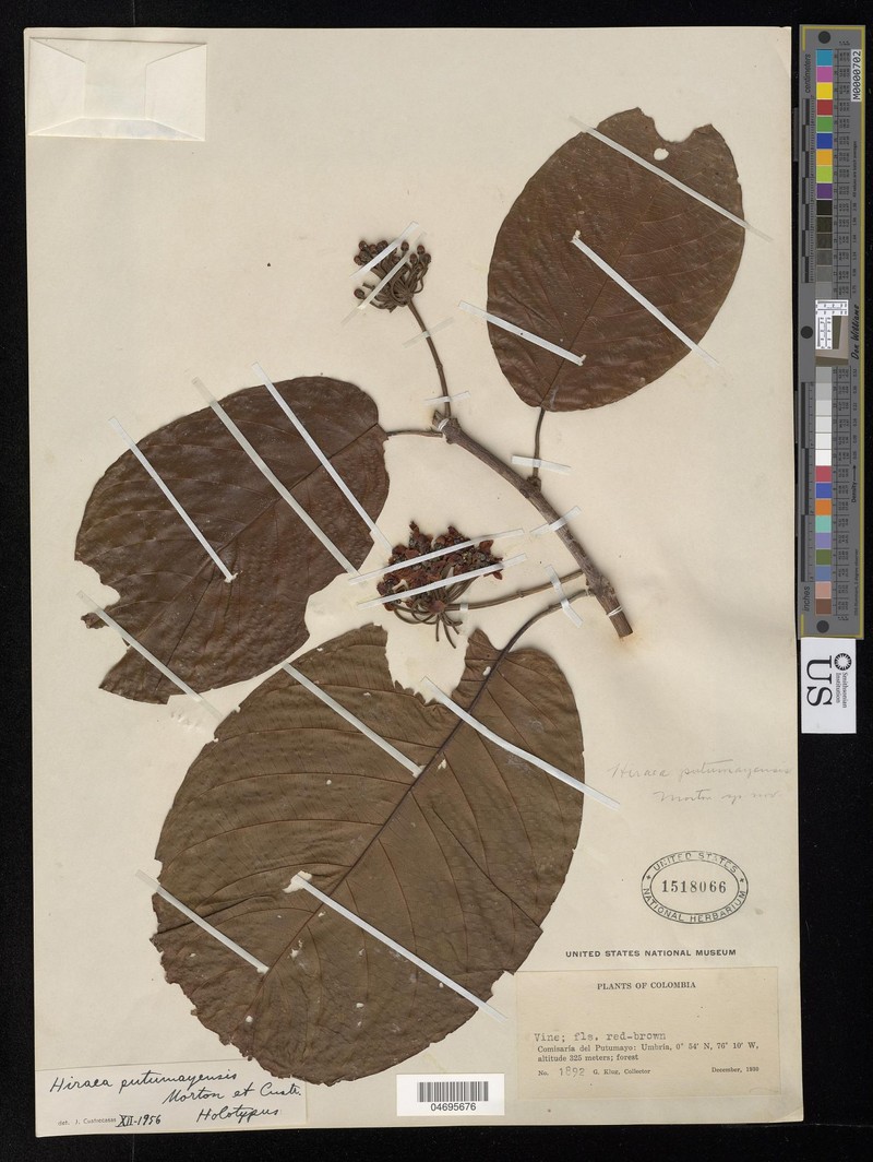 Hiraea putumayensis photo 2