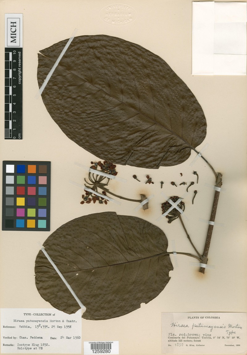 Hiraea putumayensis photo 3