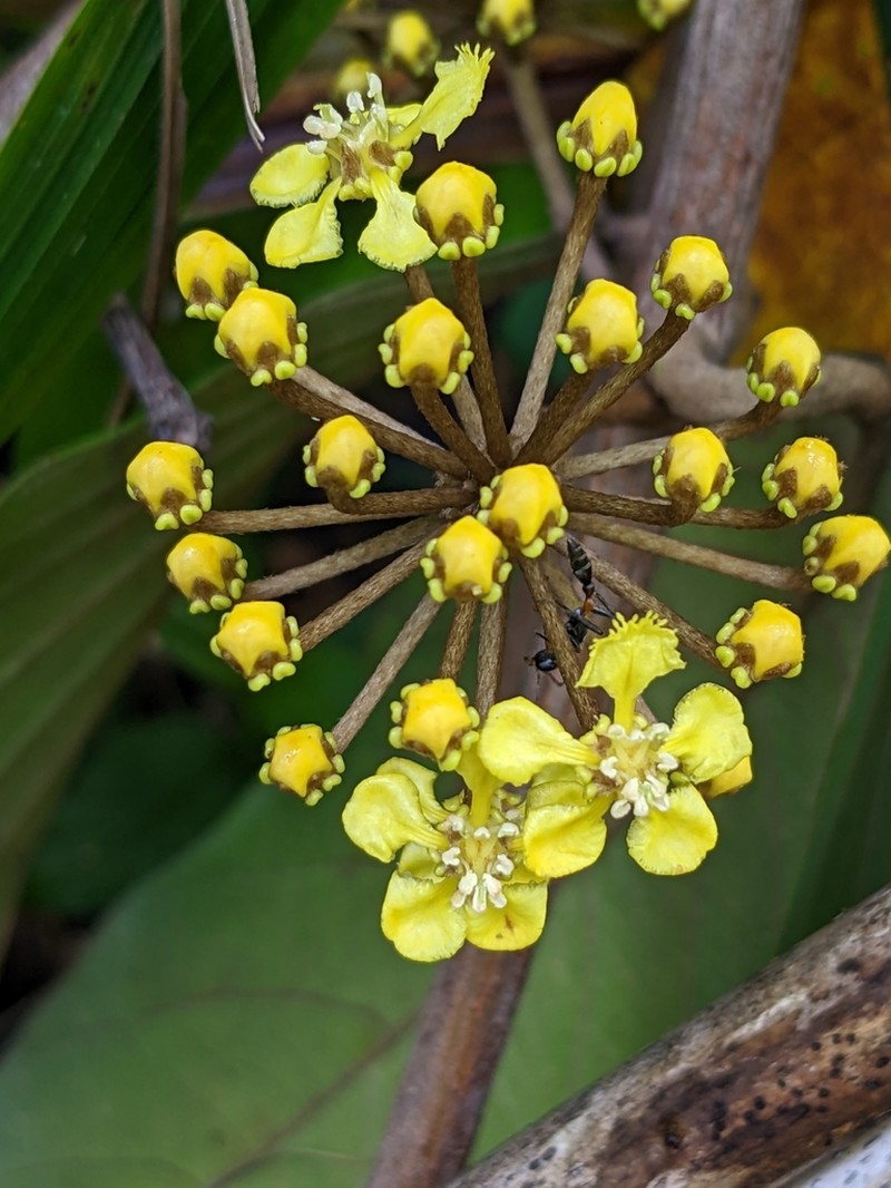 Hiraea quapara