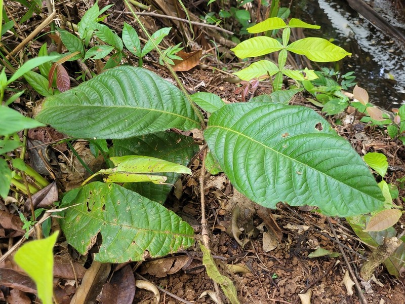 Hiraea quapara photo 3