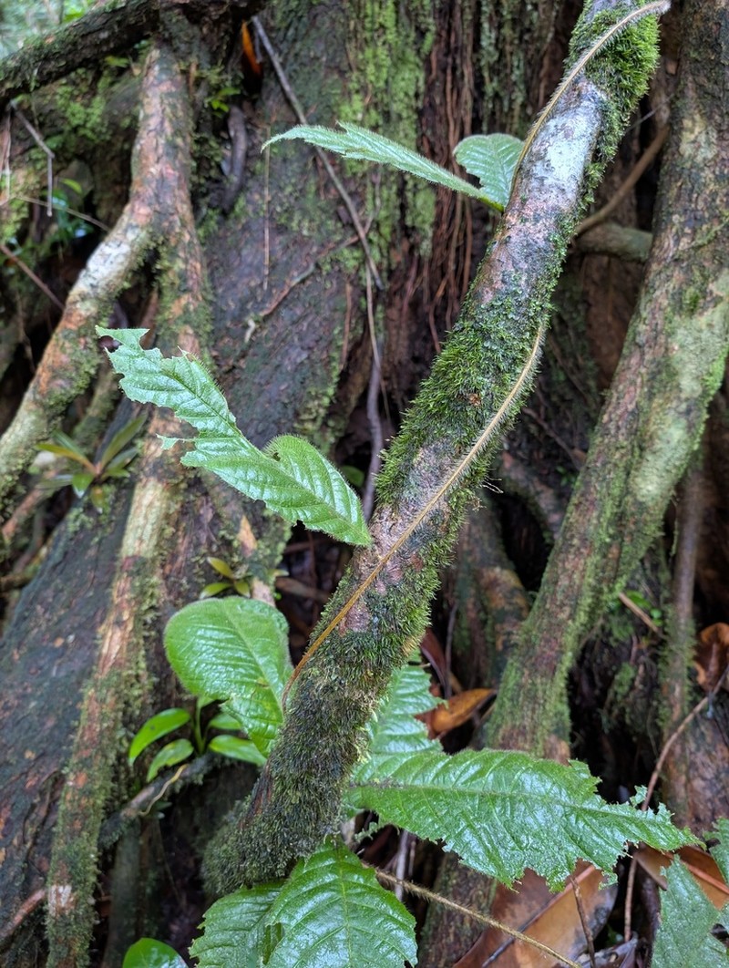 Hiraea quapara photo 4