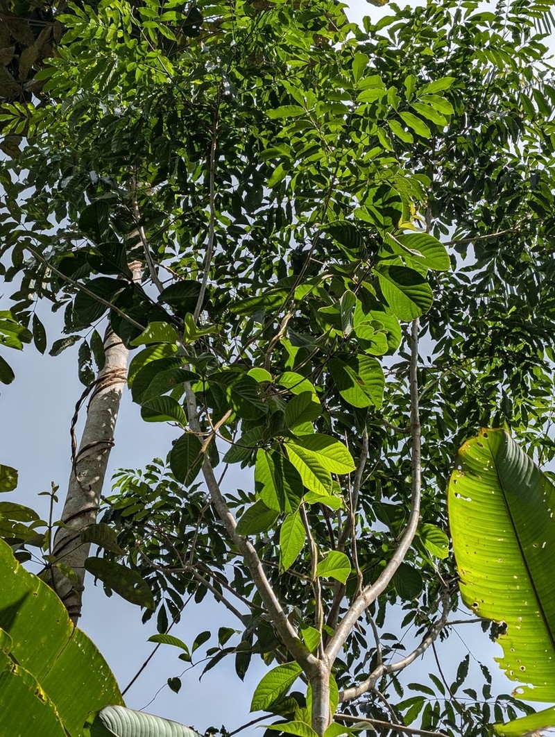Hiraea quapara photo 5