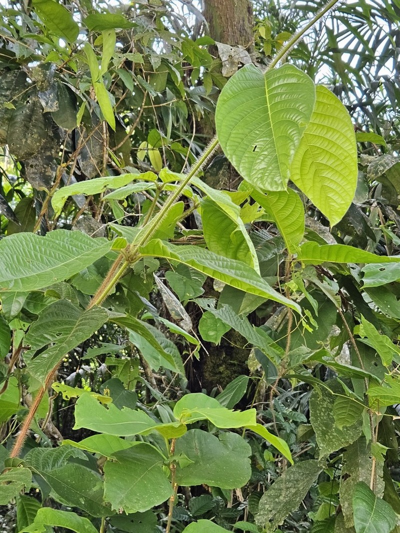 Hiraea quapara photo 6