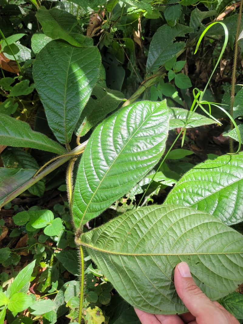 Hiraea quapara photo 7