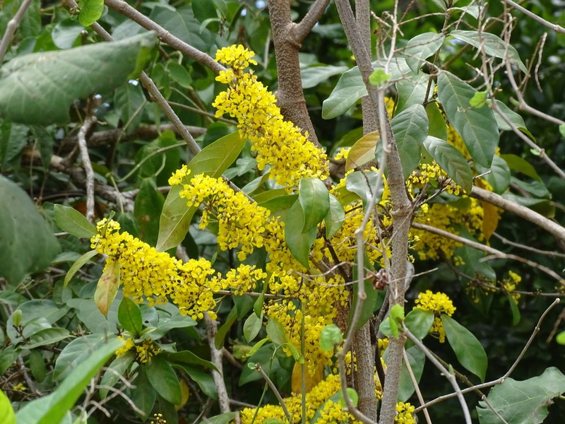 Hiraea reclinata