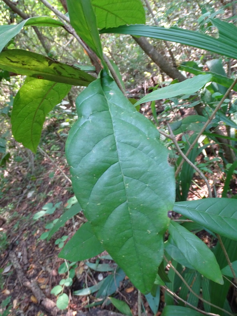 Hiraea reclinata photo 2