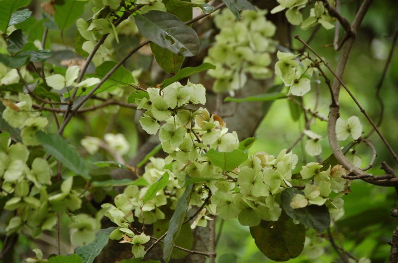 Hiraea reclinata photo 3