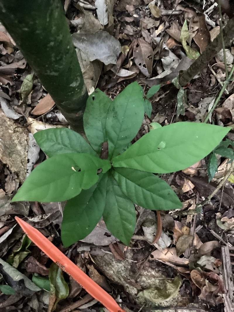 Hiraea reclinata photo 4