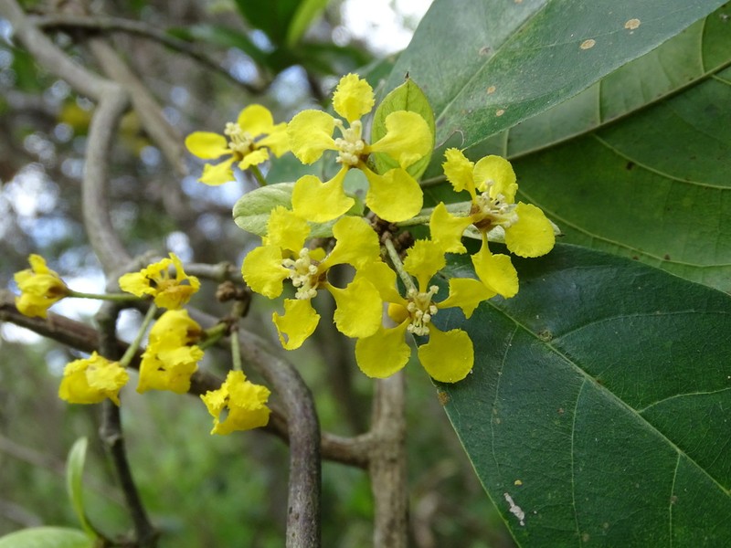 Hiraea reclinata photo 5