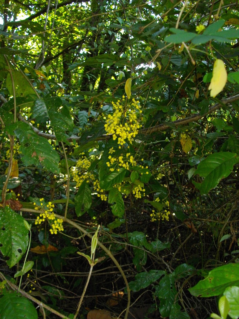 Hiraea reclinata photo 6