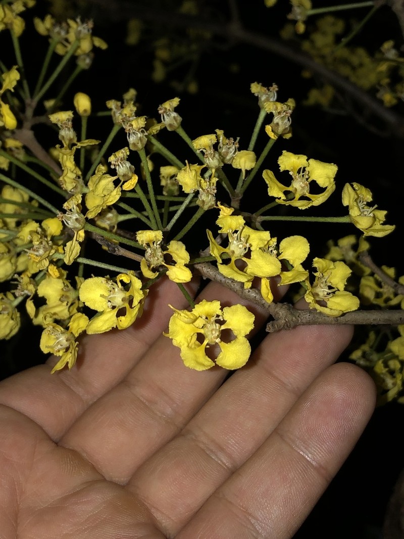 Hiraea reclinata photo 7