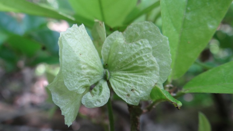 Hiraea reclinata photo 8