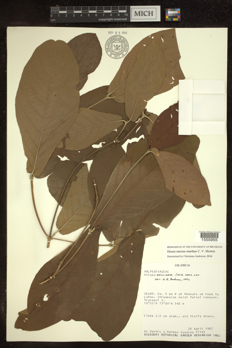 Hiraea sanctae-marthae