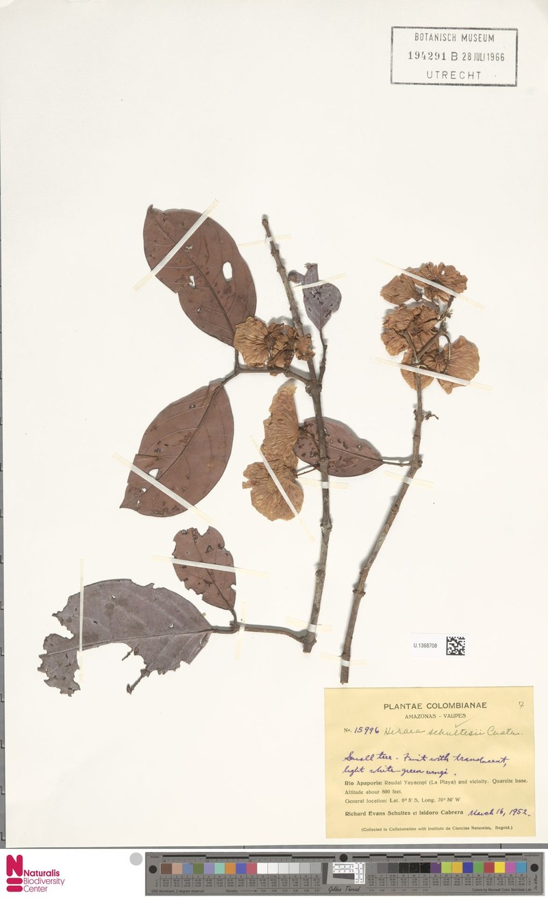 Hiraea schultesii