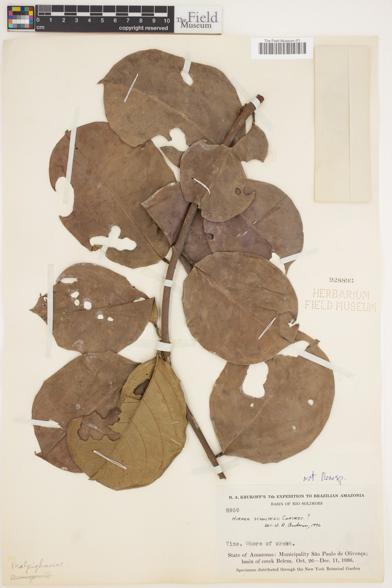 Hiraea schultesii photo 2