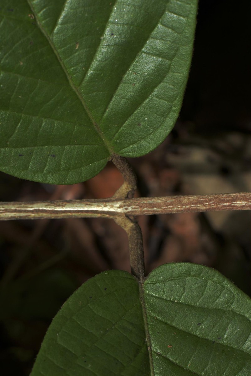 Hiraea smilacina